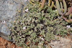 Pelargonium echinatum