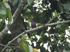 Eurylaimus javanicus