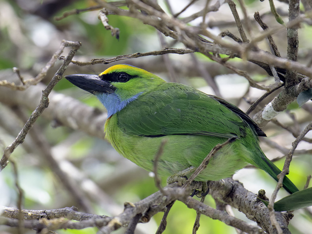 Yellow-Crowned Barbet
