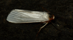 Agylla argentifera