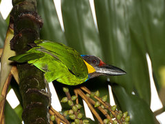 Psilopogon chrysopogon