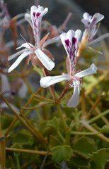 Pelargonium spinosum