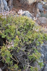 Pelargonium spinosum
