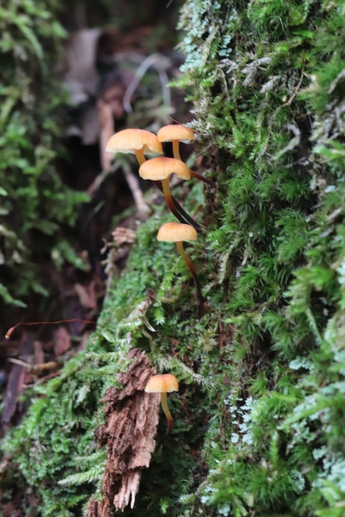 Xeromphalina campanella · August 2021 · photo: © ninacourlee (iNaturalist, cc-by)
