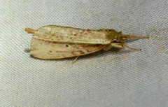 Heorta pulchra