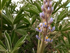 Lupinus albescens