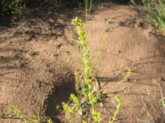 Manulea obovata