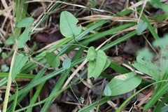 Trigonotis radicans