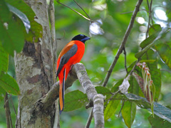 Harpactes duvaucelii