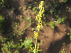 Manulea obovata