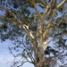White Bark Acacia - Photo (c) ꦥꦤ꧀ꦗꦶꦒꦸꦱ꧀ꦠꦶꦄꦏ꧀ꦧꦂ, some rights reserved (CC BY), uploaded by ꦥꦤ꧀ꦗꦶꦒꦸꦱ꧀ꦠꦶꦄꦏ꧀ꦧꦂ
