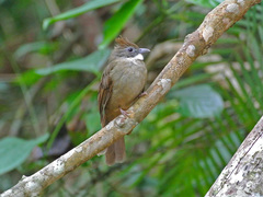 Alophoixus ochraceus