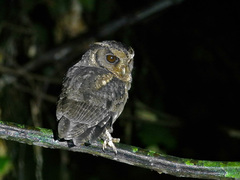 Otus lempiji