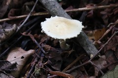 Hypholoma radicosum