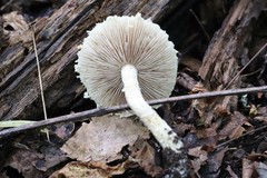 Hypholoma radicosum