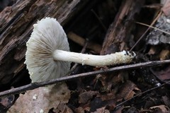 Hypholoma radicosum