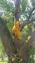 Laetiporus sulphureus