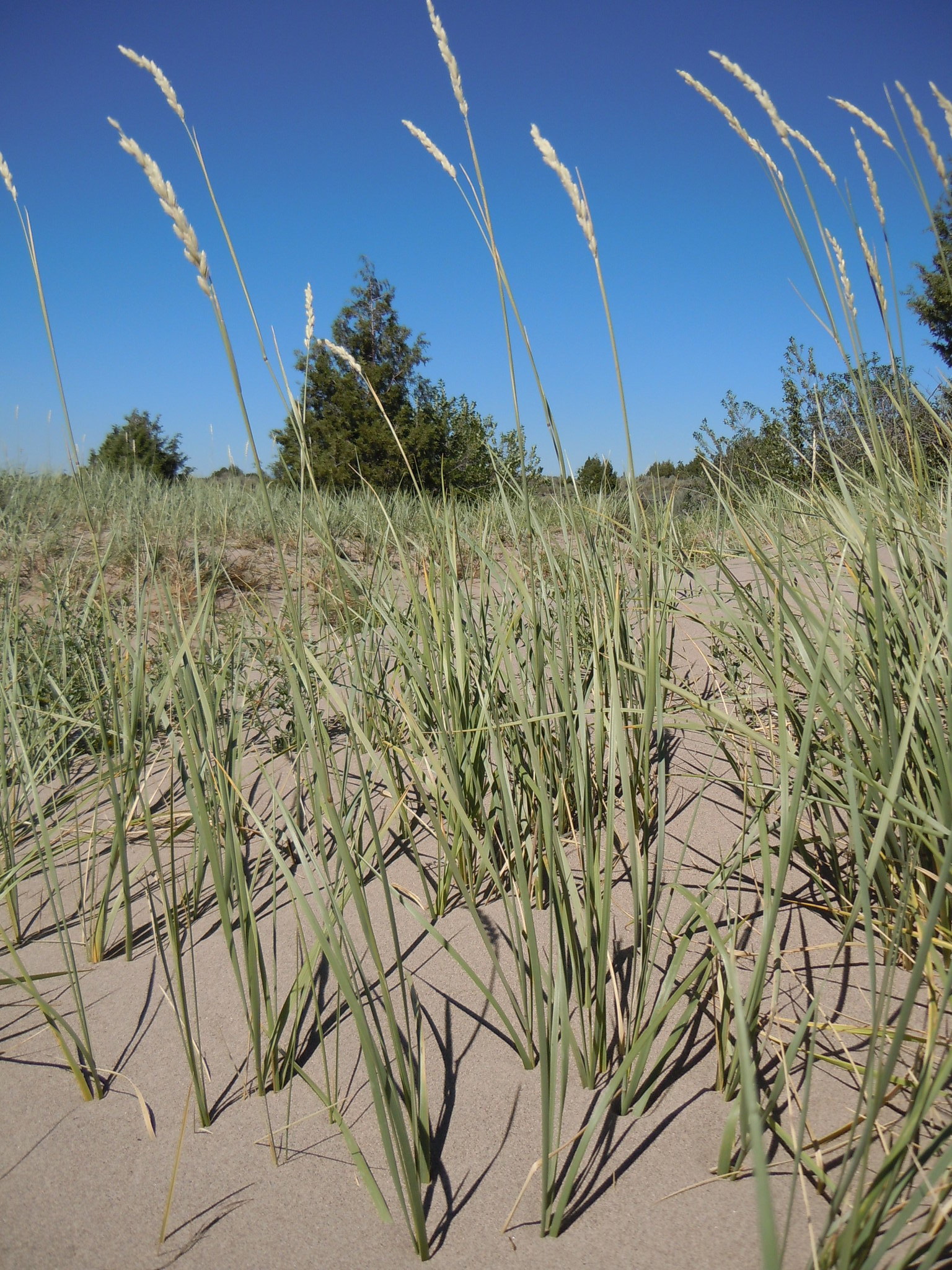 Leymus flavescens