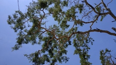 White-Bark Acacia (Vachellia leucophloea)