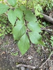 Styracaceae