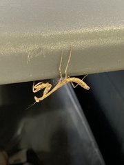 Stagmomantis carolina