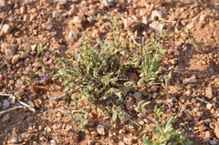 Peliostomum viscosum