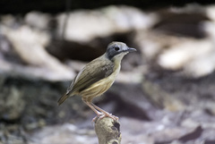 Pellorneum malaccense