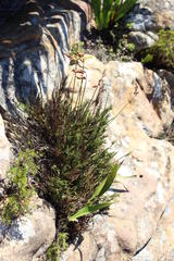 Thamnochortus levynsiae