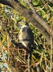 Accipiter minullus