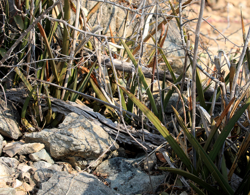 Image of Eulophia Petersii (Eulophia petersii) by (c) Wynand Uys, some rights reserved (CC BY)