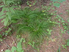 Carex pediformis macroura
