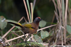 Trochalopteron peninsulae