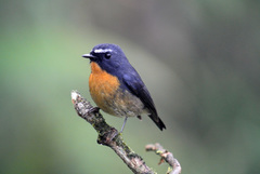 Snowy-Browed Flycatcher photo 2
