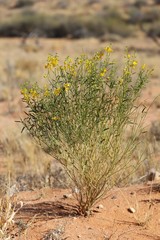 Crotalaria eremaea