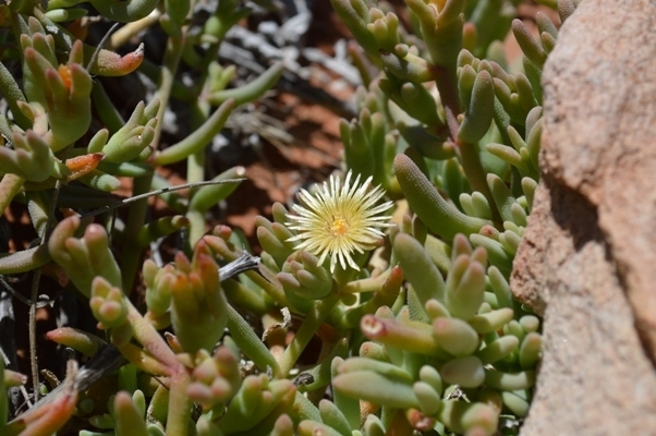 Mesembryanthemum oculatum