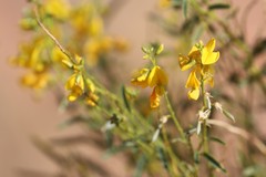 Crotalaria eremaea