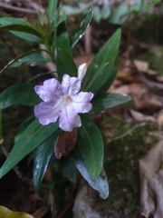 Ruellia solitaria