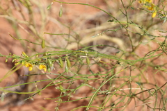 Crotalaria eremaea