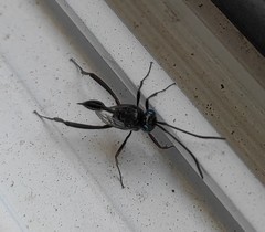 Evania appendigaster