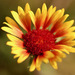 Great Blanketflower - Photo (c) Eli Ouimet, some rights reserved (CC BY-NC), uploaded by Eli Ouimet
