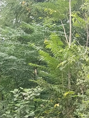 Pericrocotus ethologus