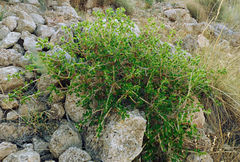 Withania frutescens