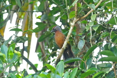 Trochalopteron peninsulae