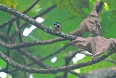 Eurylaimus ochromalus