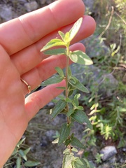 Brickellia cylindracea