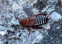 Temnopteryx phalerata