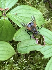 Mesembrina decipiens