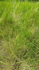 Eleocharis rostellata