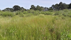 Eleocharis rostellata