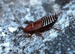 Temnopteryx phalerata